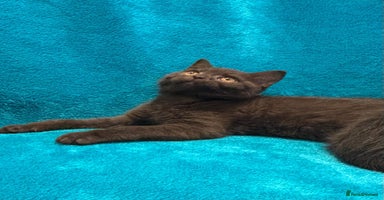 British Shorthair cats British short haired kittens  - Advert 6