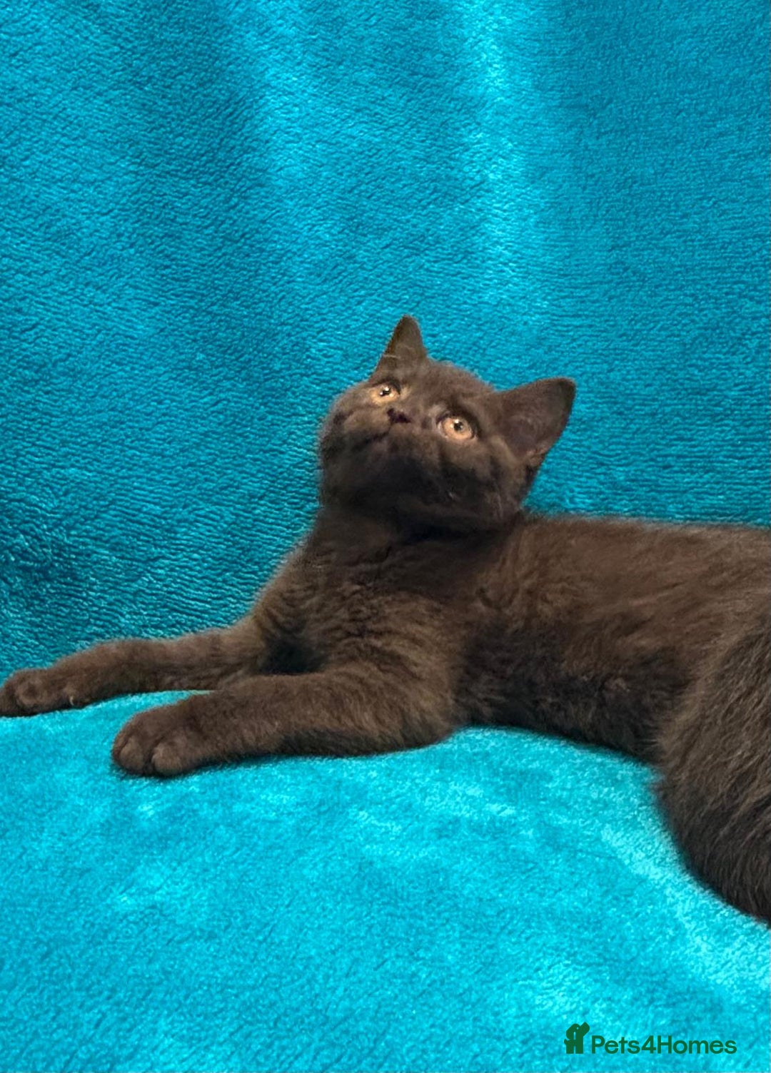 British Shorthair cats for sale: British short haired kittens  - Advert 3