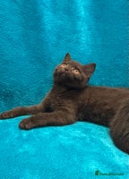 British Shorthair cats British short haired kittens - Advert 11