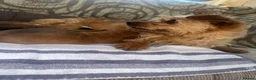 Mixed Breed dogs for sale: Stunning puppies for sale 😍 x in Leeds - Advert 3