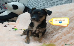 Mixed Breed dogs for adoption: 💙🐶 MARIUSZ 🐶💙 - Image 3