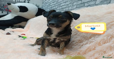 Mixed Breed dogs - Advert 12