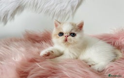 Exotic cats for sale: 🔥 GCCF MALE EXOTIC KITTEN OUTSTANDING 🔥 - Image 1
