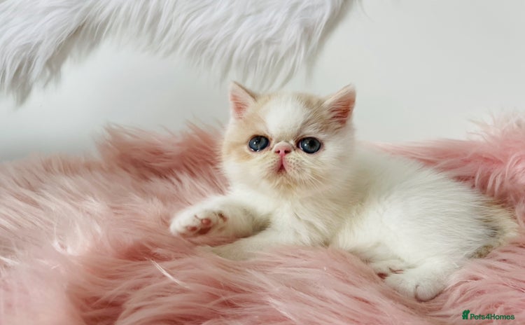 Exotic cats - Advert 1