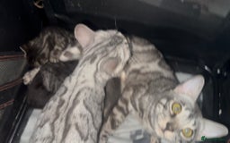 Bengal cats for sale: Well socialised bengal kittens - ready 21/12/25 - Advert 12
