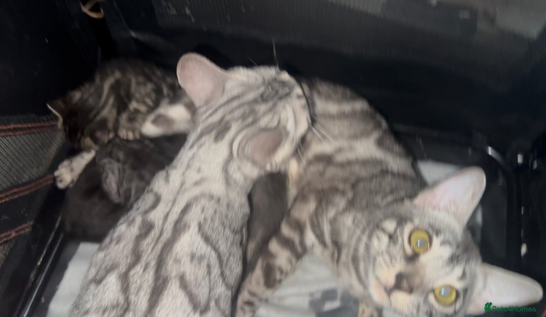 Bengal cats for sale: Well socialised bengal kittens - ready 21/12/25 - Advert 12