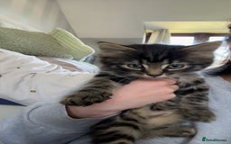British Longhair cats for sale: Kittens for sale  - Image 10