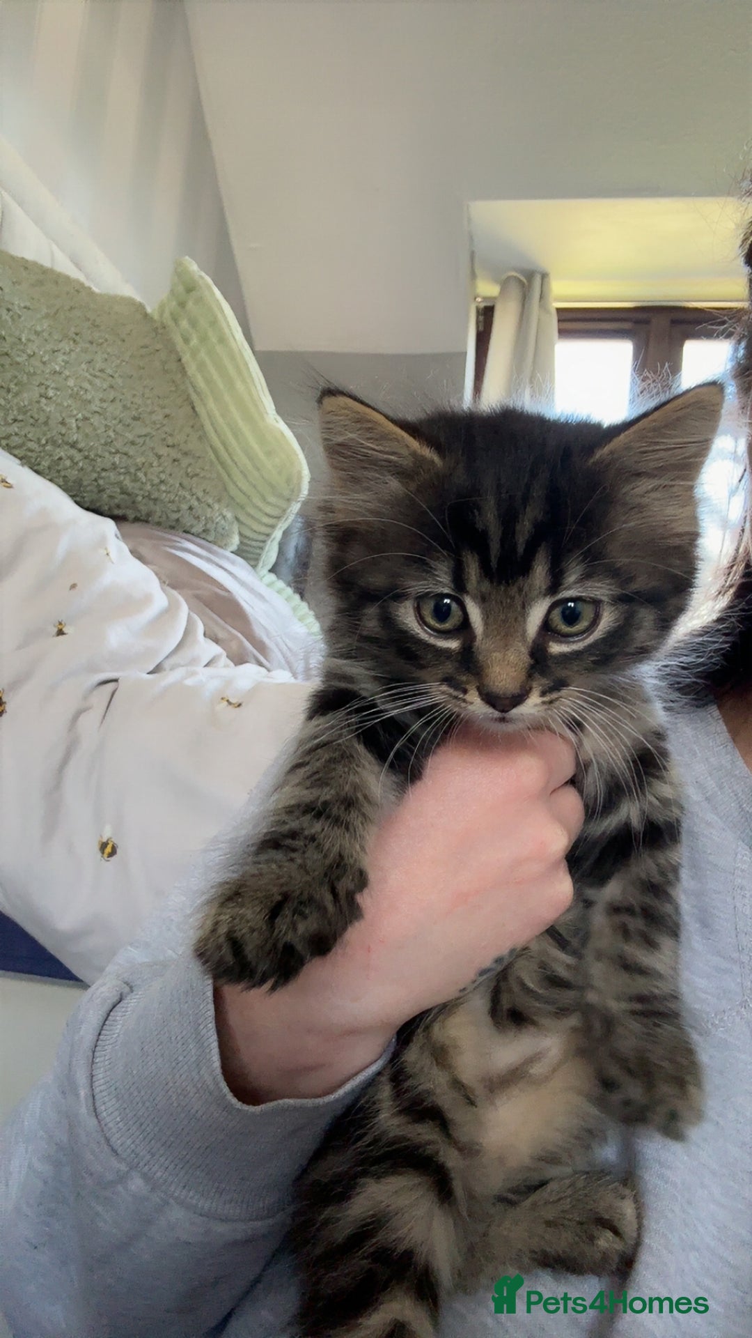 British Longhair cats for sale: Kittens for sale  - Image 10