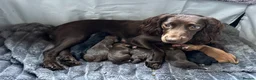 Sprocker dogs for sale: Sprocker spaniel puppies - Advert 2