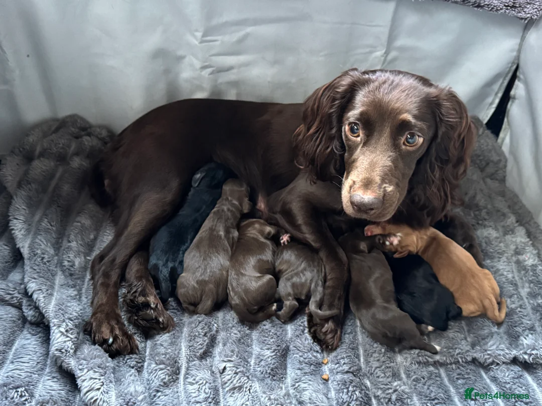 Sprocker dogs for sale: Sprocker spaniel puppies - Advert 2