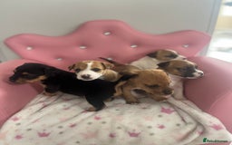 Parson Russell dogs for sale: 5 Gorgeous Parson Russells - Image 2