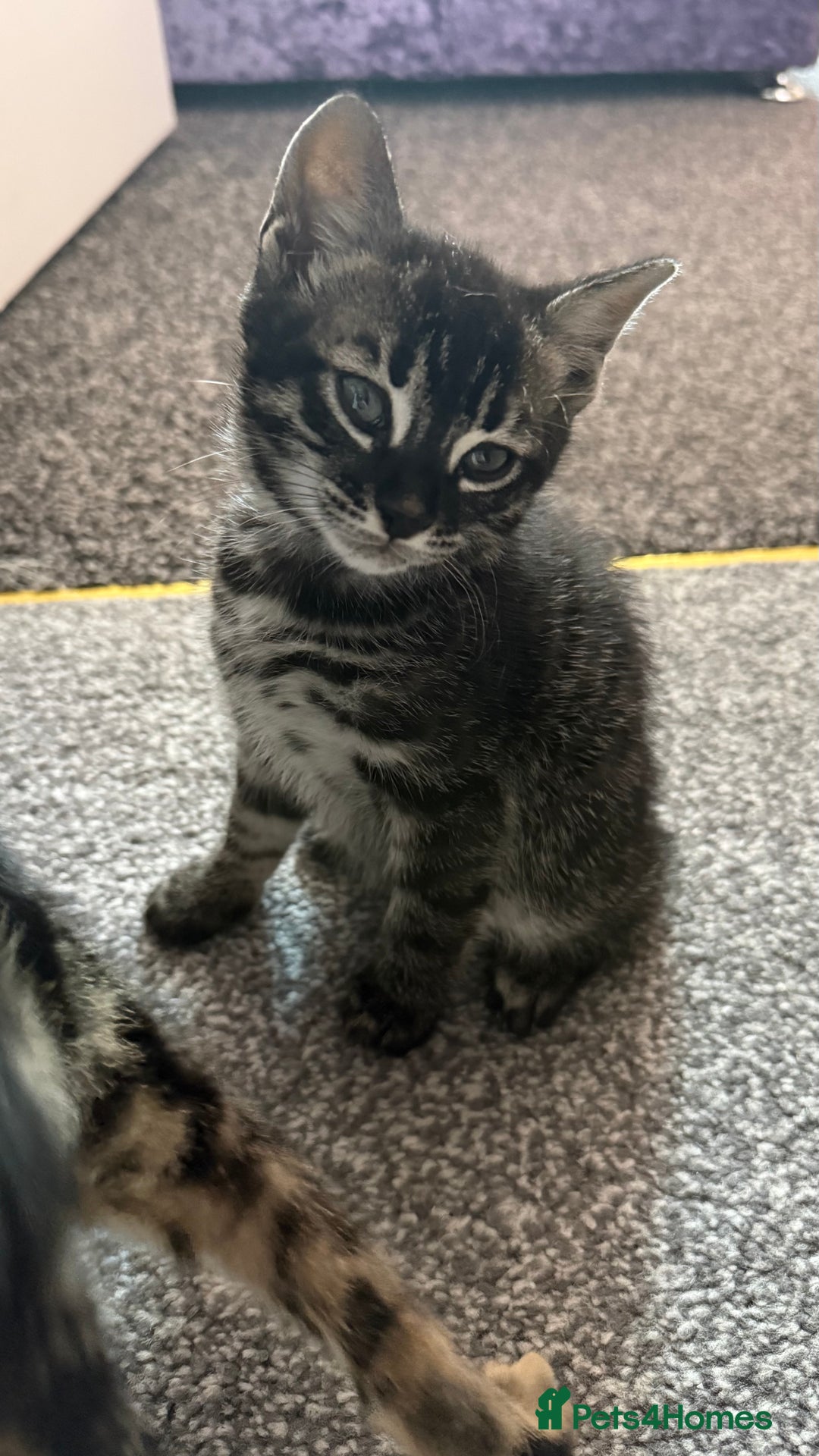 Mixed Breed cats for sale: Mixed bengal kittens - Advert 5