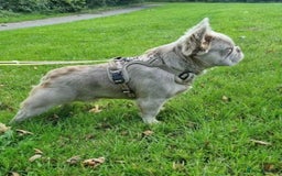 French Bulldog dogs for stud: ⭐️Bowser the fluffy stud⭐️ - Advert 9