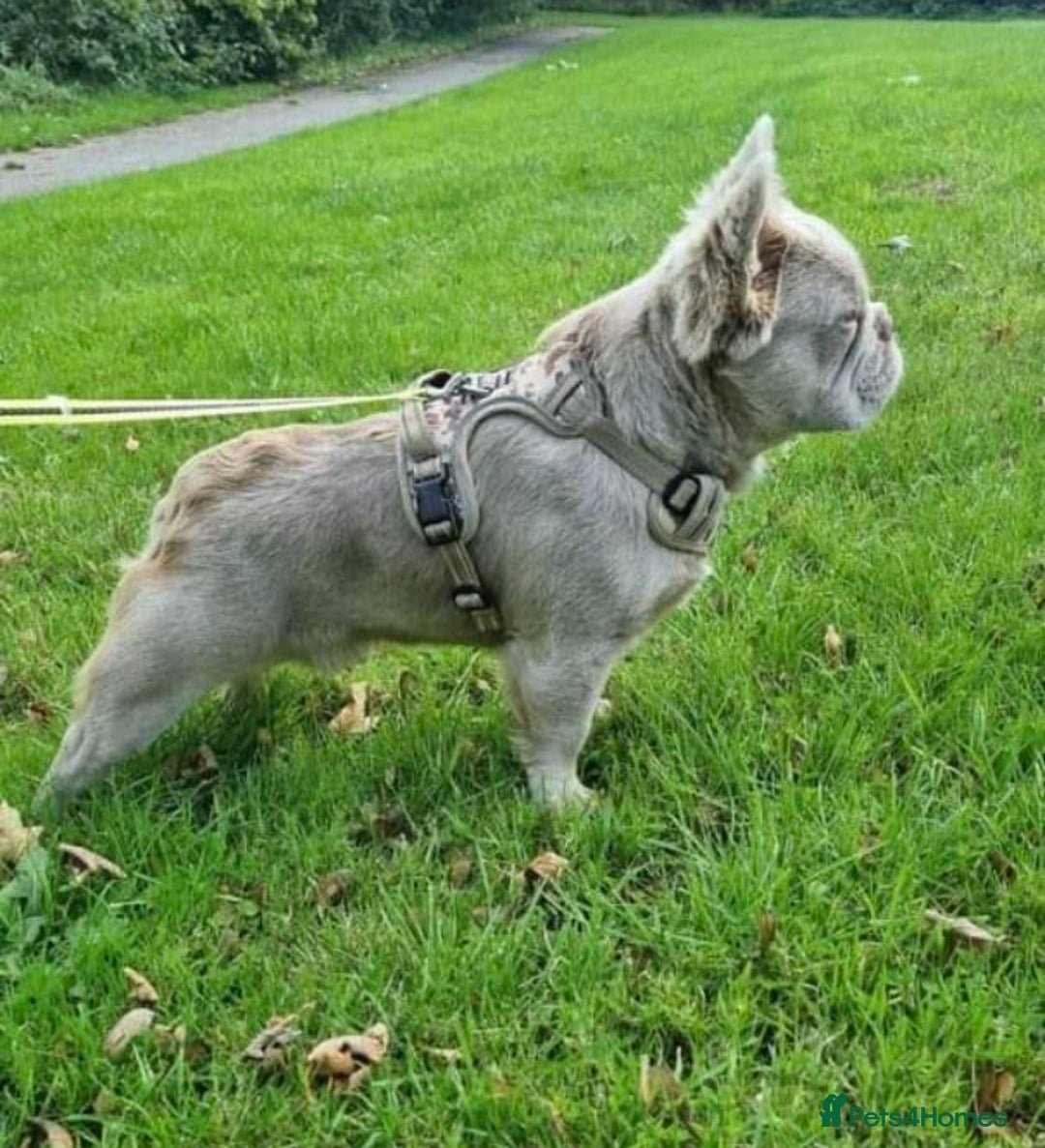 French Bulldog dogs for stud: ⭐️Bowser the fluffy stud⭐️ - Advert 9