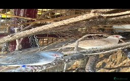 Doves birds for sale: Diamond doves for sale 2025 bred  - Image 7