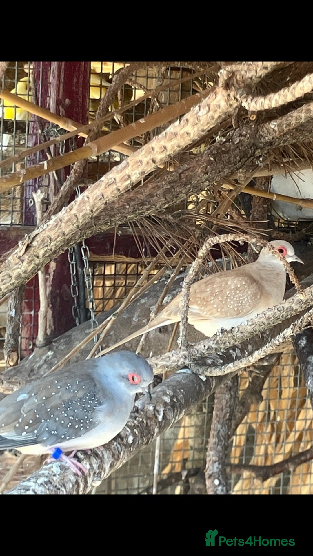 Doves birds for sale: Diamond doves for sale 2025 bred  - Image 7