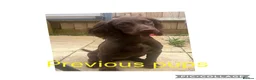 Cocker Spaniel dogs for sale: WAITING LIST - KC DNA CLEAR WCS PUPS in Buckingham - Advert 4