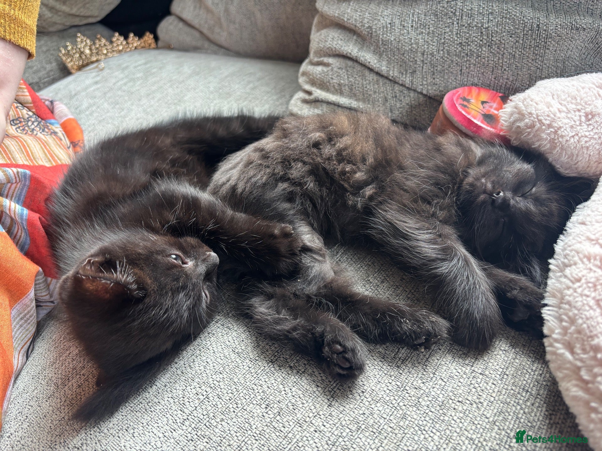 British Longhair cats Gorgeous black kittens   - Advert 5