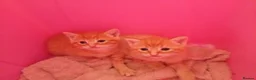 Mixed Breed cats for sale: Two beautiful ginger male kittens  - Advert 2