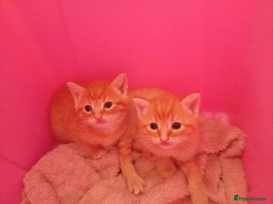 Mixed Breed cats for sale: Two beautiful ginger male kittens  - Advert 2