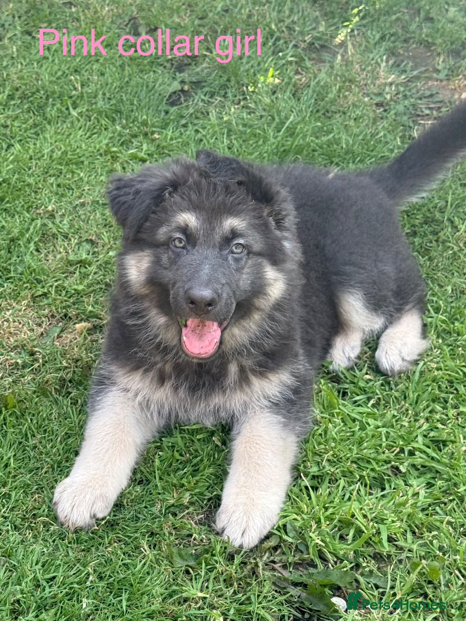 German Shepherd dogs RARE BLUE GERMAN SHEPHERD PUPPIES KC  - Advert 1