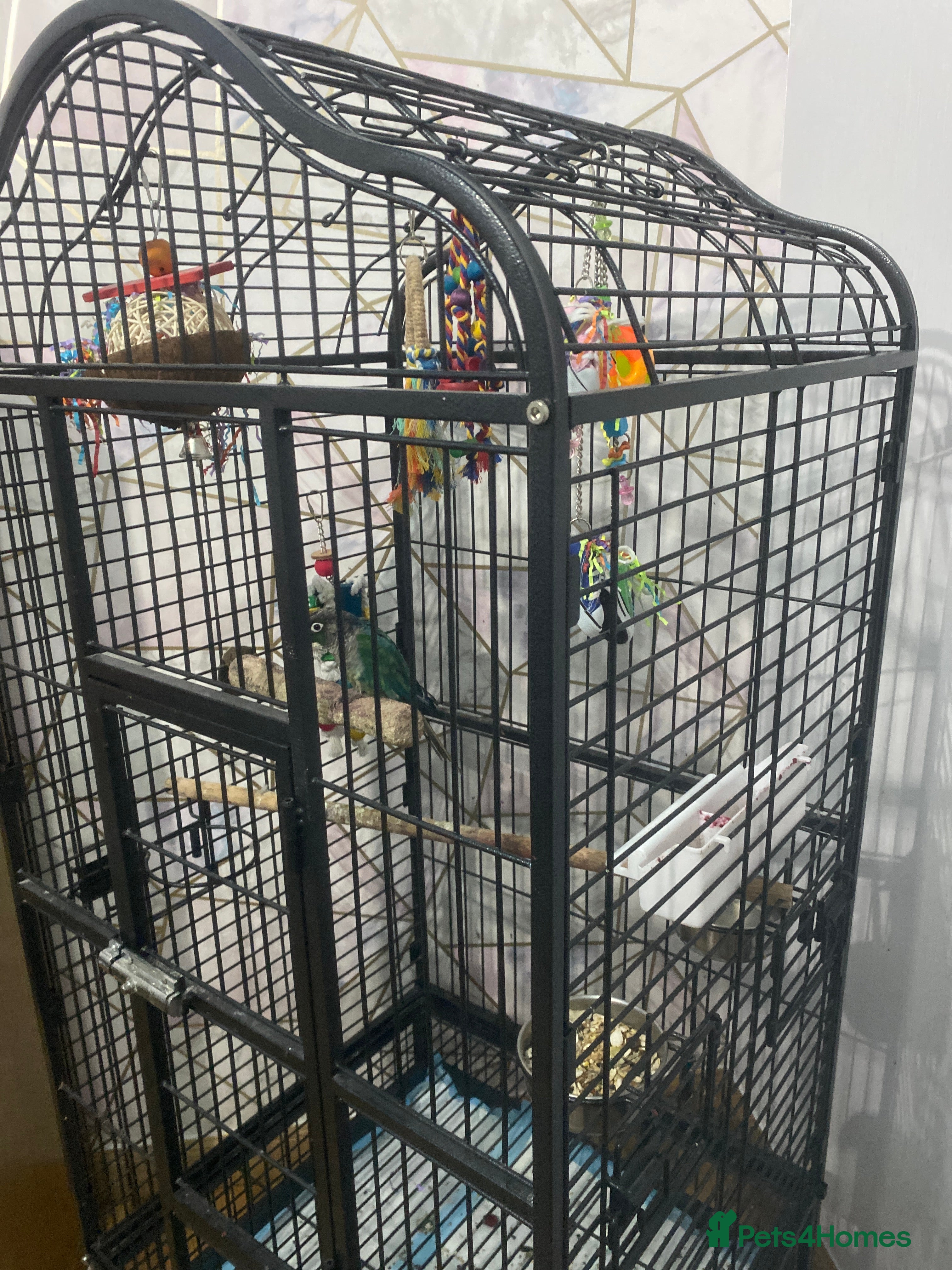 Conures birds Conure  - Advert 13