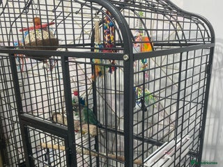 Conures birds Conure - Advert 1