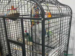 Conures birds Conure - Advert 7