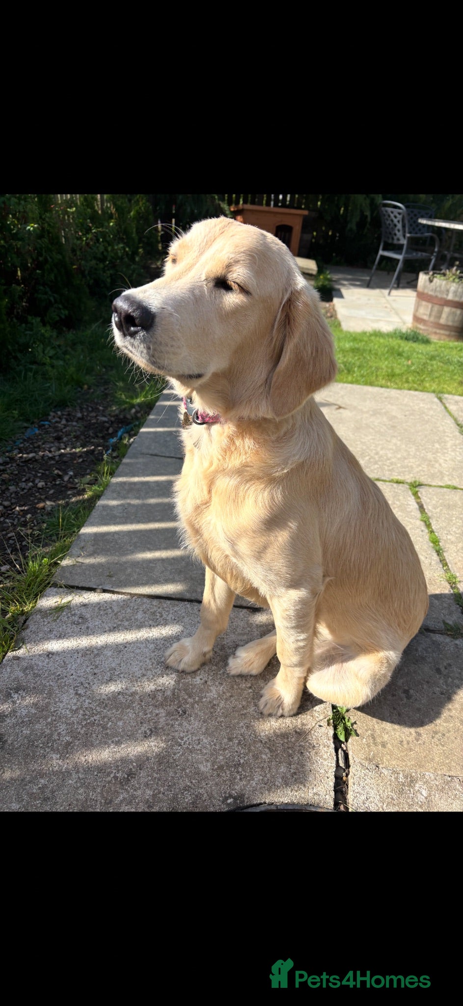 Golden Retriever dogs Female golden retriever  - Advert 6