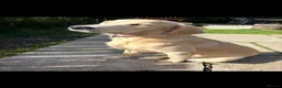 Golden Retriever dogs for sale: Female golden retriever  - Advert 1
