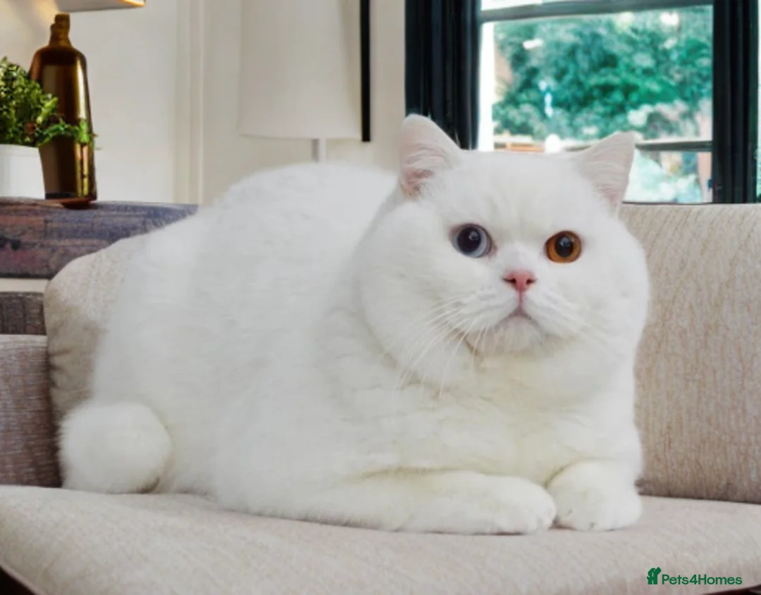 British Shorthair cats for sale: 🐻‍❄️😽Gorgeous Odd Eyes White BSH Boy😽 - Advert 1