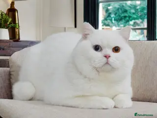 British Shorthair cats 🐻❄️😽Gorgeous Odd Eyes White BSH Boy😽 - Advert 3