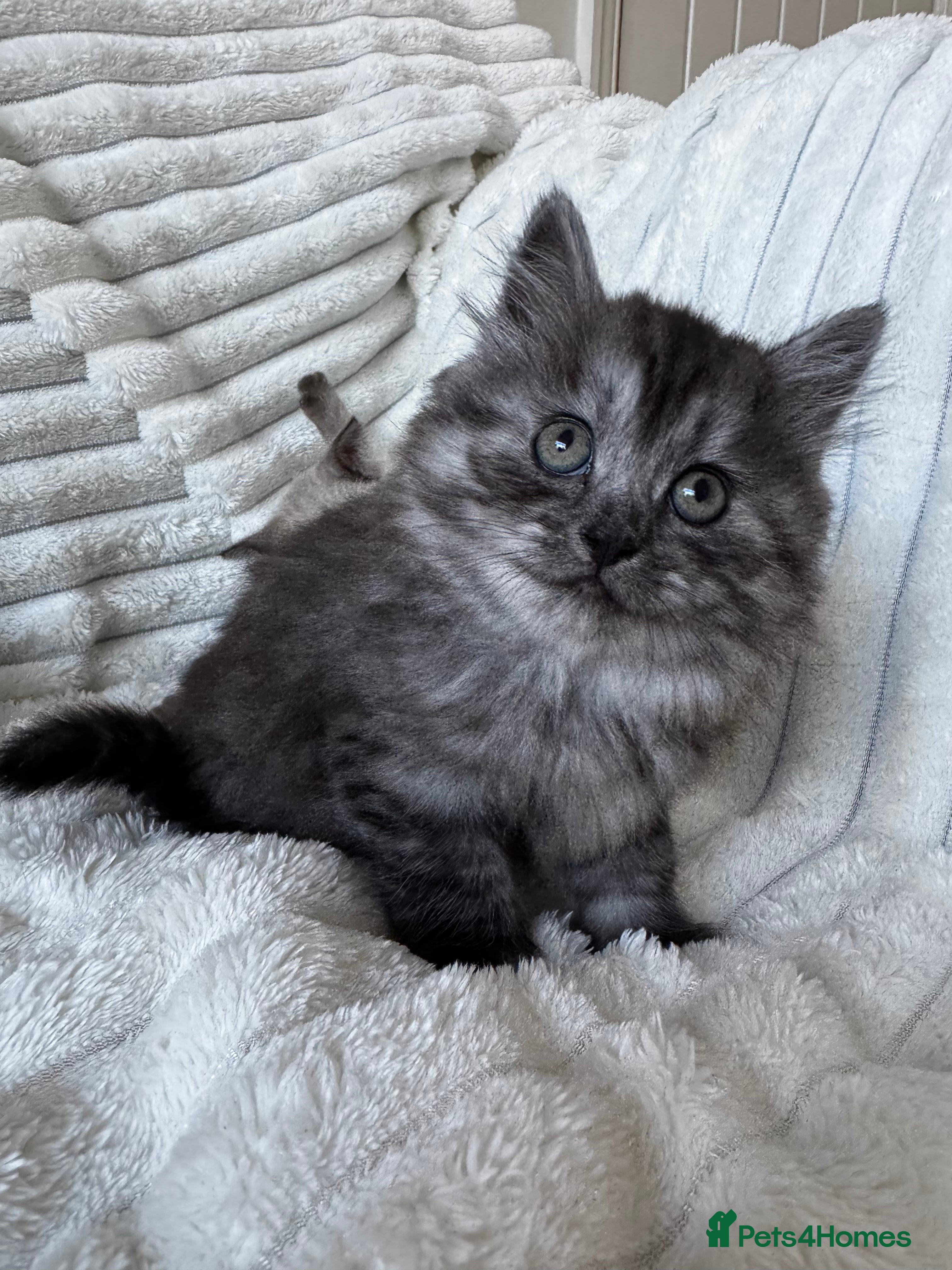 Mixed Breed cats for sale: mum is a mix of pedigree  - Advert 8