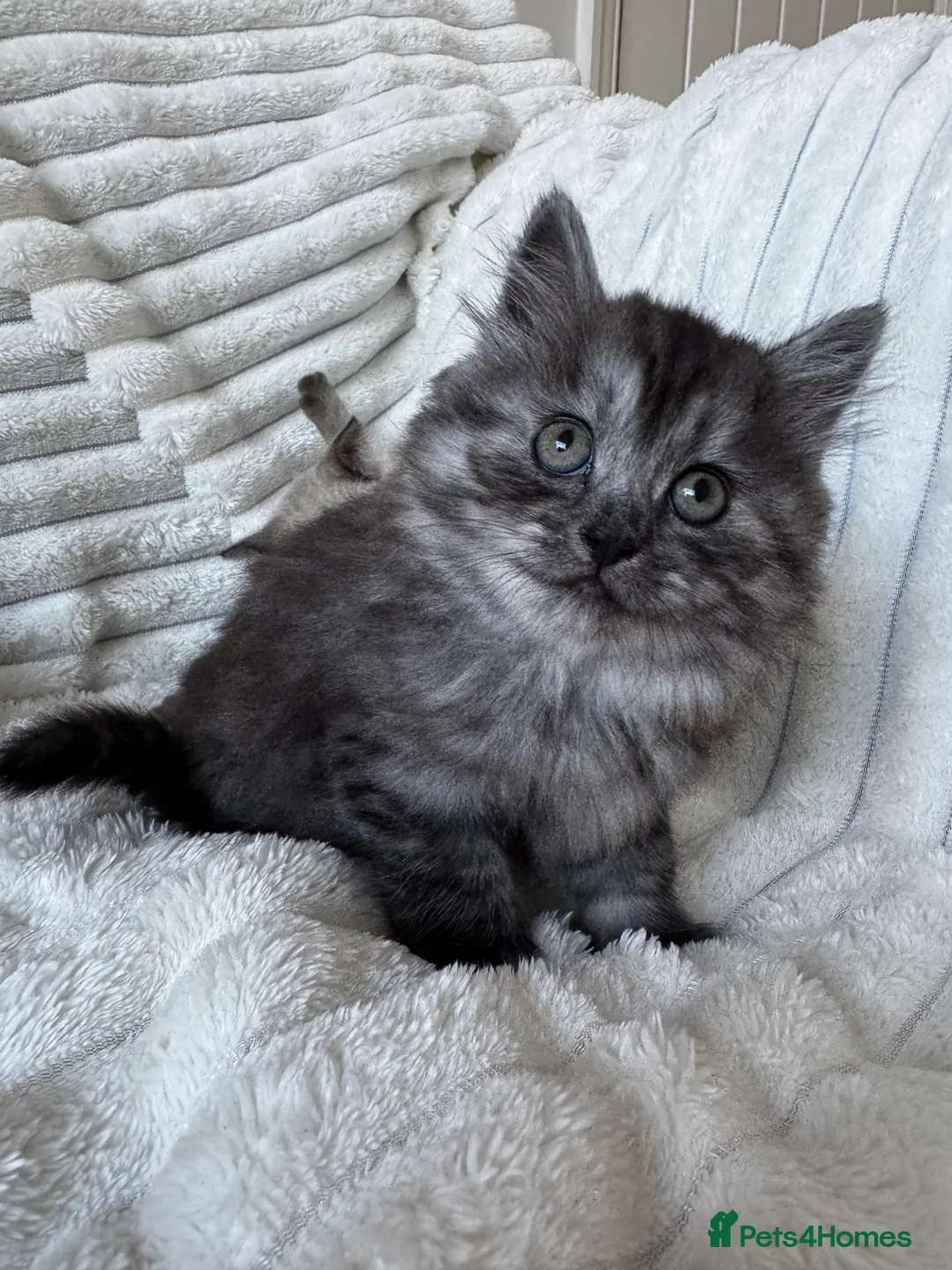 Mixed Breed cats for sale: mum is a mix of pedigree  in Thornton-Cleveleys - Advert 1