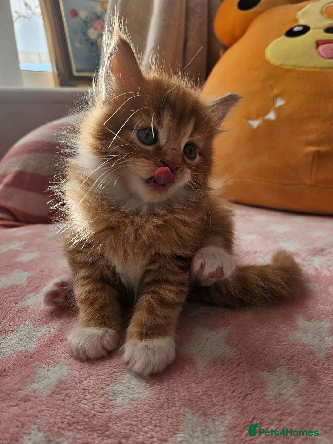 Mixed Breed cats for sale: Beautiful ginger mix long hair maine coon kittens - Advert 23