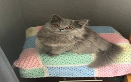 British Longhair cats for sale: British long hair female - Image 4