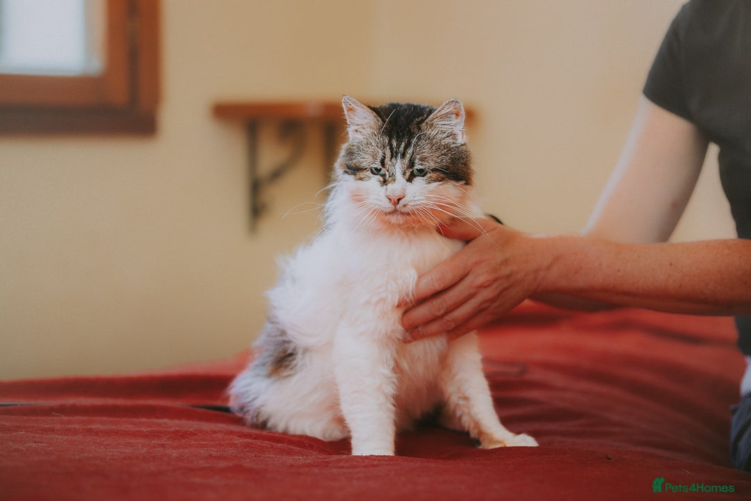 Persian cats for adoption: Teddy, 5 year old, Persian cross - Image 6