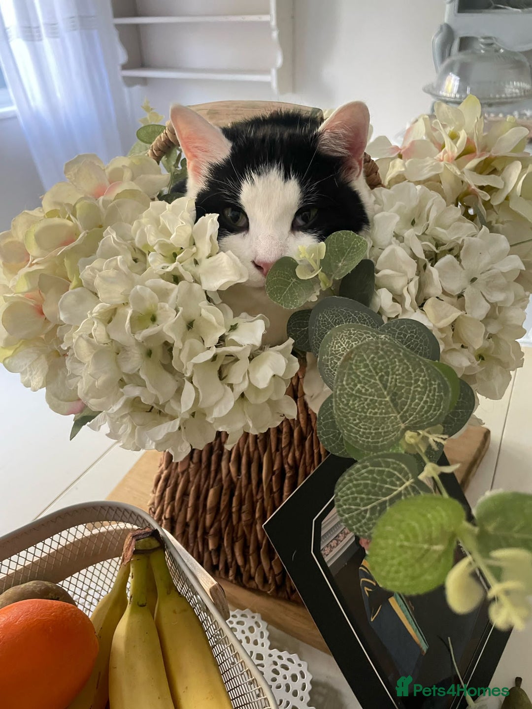 Mixed Breed cats for sale: Gorgeous 2 year old male lap cat  - Image 7