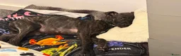 Mixed Breed dogs for sale: Louie  - Advert 5