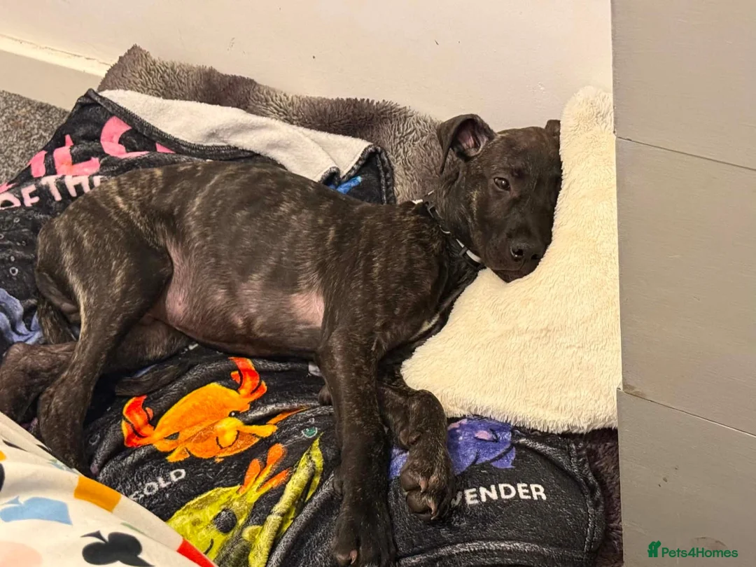 Mixed Breed dogs for sale: Louie  - Advert 5