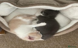 Mixed Breed cats for sale: Beautiful half britishshorthaired - Image 21