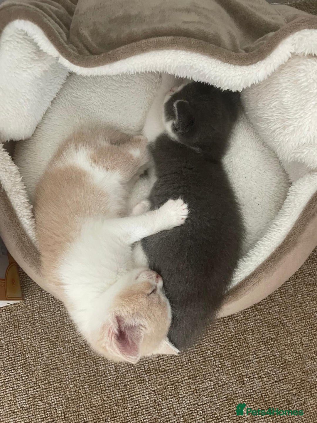 Mixed Breed cats for sale: Beautiful half britishshorthaired - Image 21