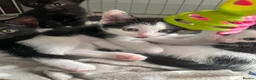 Mixed Breed cats for sale: Cheeky little curtain climbers  - Advert 2