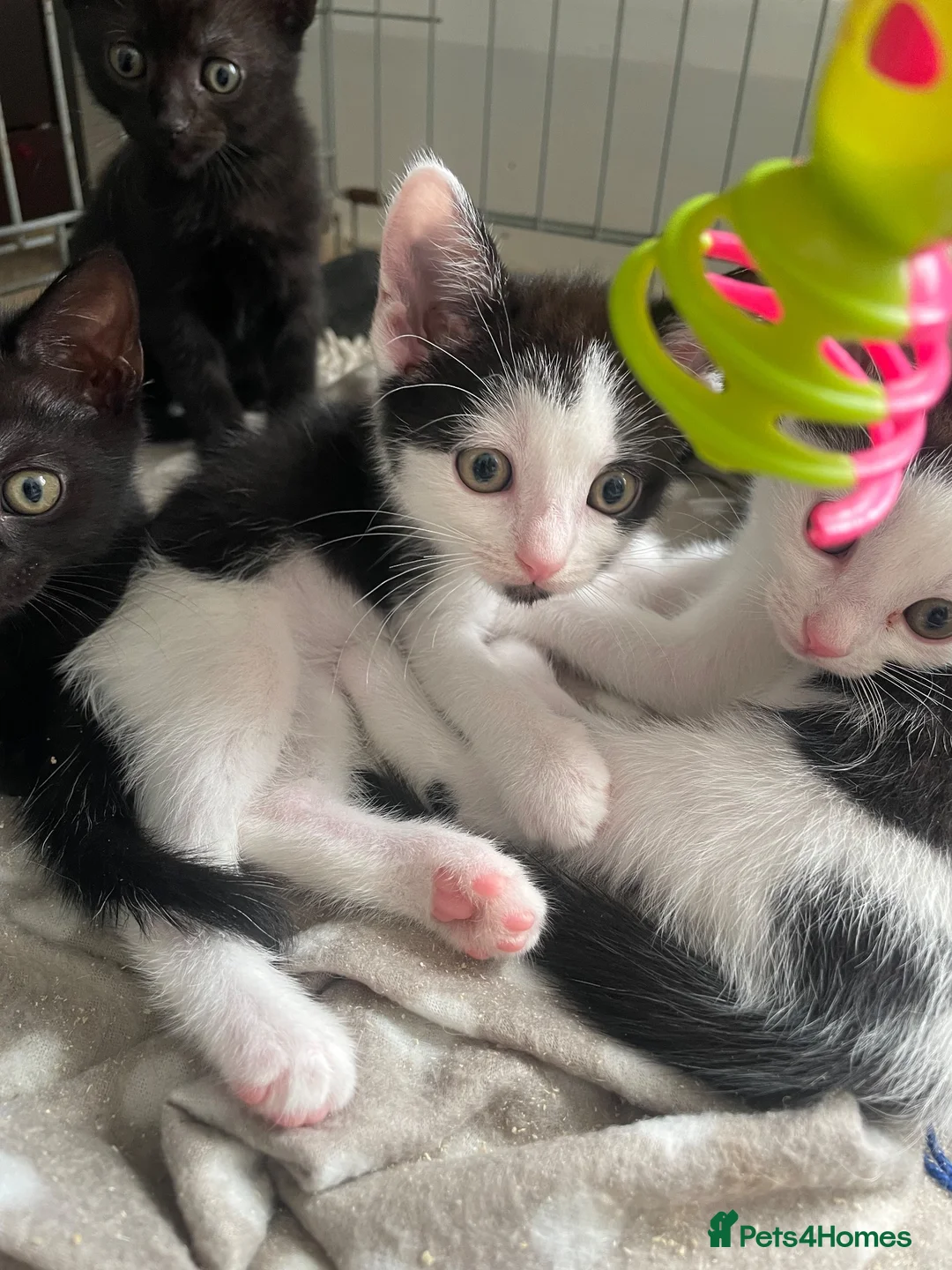 Mixed Breed cats for sale: Cheeky little curtain climbers  - Advert 2