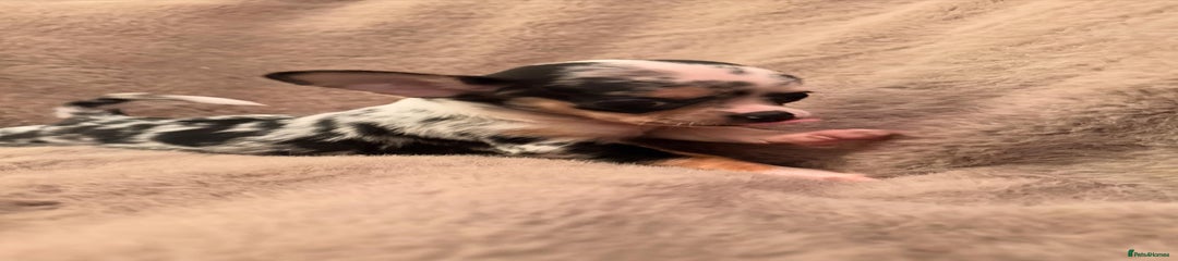 Chihuahua Puppy 3