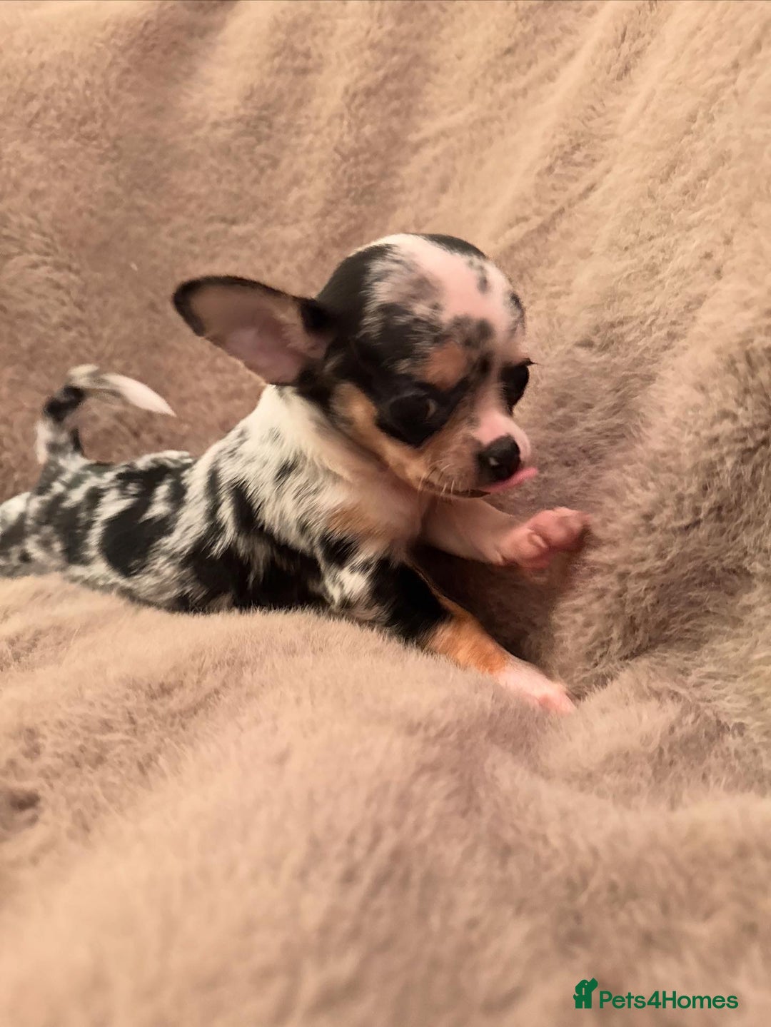 Chihuahua dogs for sale: 🌸🐶 Chihuhua Puppies 🐶🌸 - Image 6
