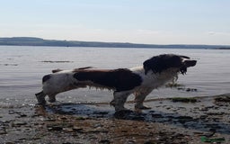 English Springer Spaniel dogs for stud: Springer spaniel stud  - Advert 13