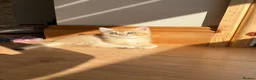 British Shorthair cats for sale: ⭐ ONLY ONE KITTEN LEFT! ⭐ - Advert 24
