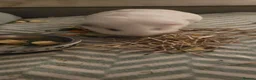 Guinea Pig rodents for sale: Male guinea pig - Advert 6