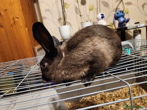 Rex rabbits Beautiful Mini Lop and Rex 🐰 bunny's - Advert 1